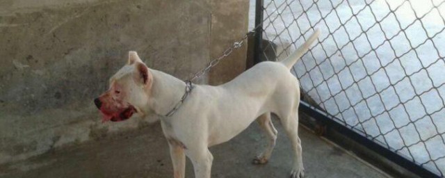 同窝杜高幼犬怎样挑选 同窝杜高幼犬挑选技巧