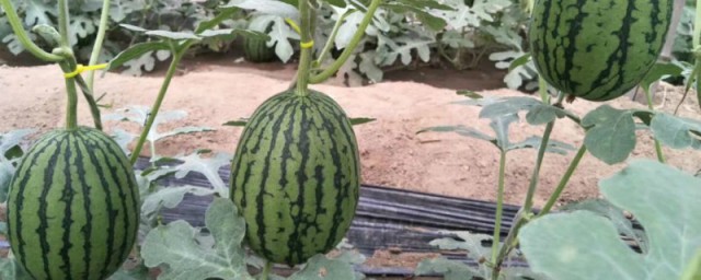怎样判断西瓜授粉成功 怎样分辨西瓜授粉成功了呢