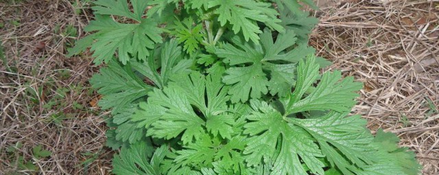 门上的艾草怎样挂 艾草放门口什么作用