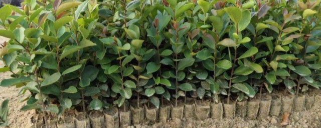 油茶树苗种植技巧 油茶树苗怎样种植