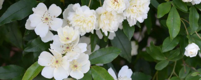 白木香的花语 白木香花语介绍