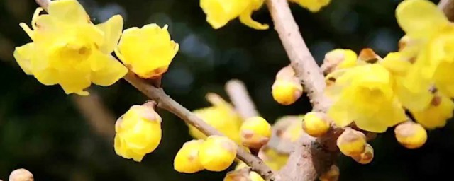 澳洲腊梅如何养 养澳洲腊梅方法