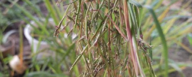 香草和香茅草有区别吗 香草与香茅草的区别在哪里