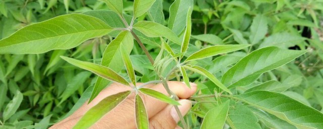 荆条叶饮食禁忌 荆条叶发黄了还能用吗