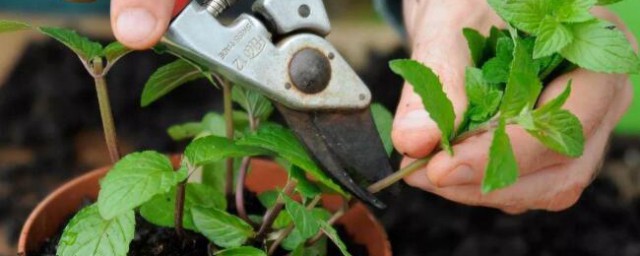 柴把长根菌 柴把长根菌怎样做