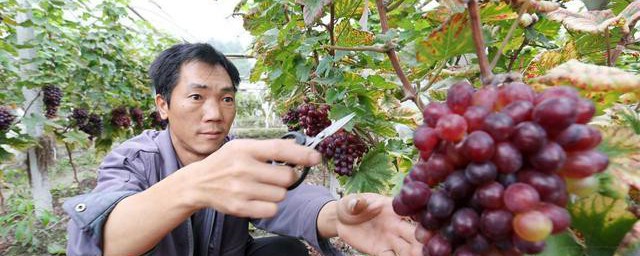 北方葡萄什么时候出土 北方葡萄出土时间