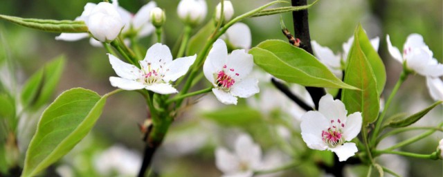 桃枝可以插土里种吗? 桃花在什么季节开放