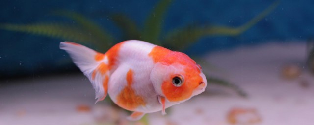 鱼缸蛋白虫怎样清除 鱼缸蛋白虫清除技巧