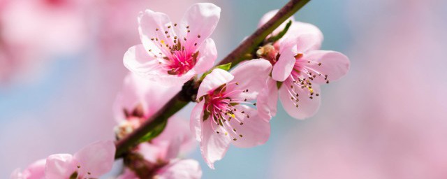 桃花祛斑粥 桃花祛斑粥怎样做