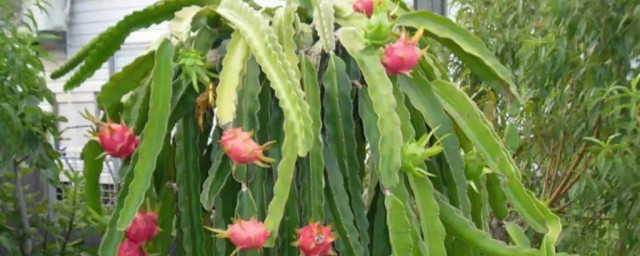 火龙果支架种植技巧 火龙果支架怎样种植