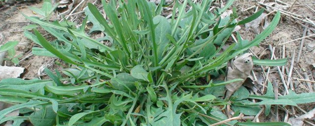 苦苣菜和蒲公英一样吗 苦苣菜和蒲公英它们一样吗