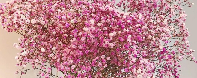 满天星开花后会死吗 花期过后的满天星能死吗