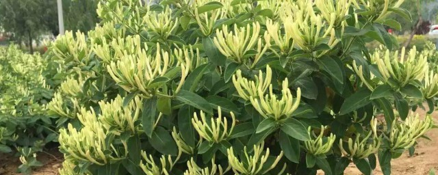 金银花开花前能修剪吗 金银花开花前怎样处理
