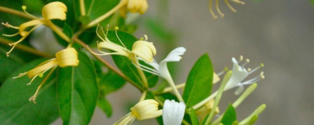 金银花冬天能移植吗 冬天移栽金银花能不能成活