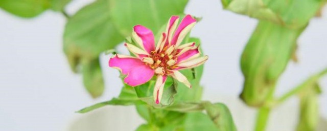 百日花种植技巧 百日花种子种植技巧