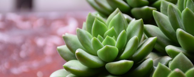 多肉夏天可以阴养吗 多肉的养护方法