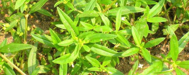 加味白花蛇舌草是什么 加味白花蛇舌草怎样做