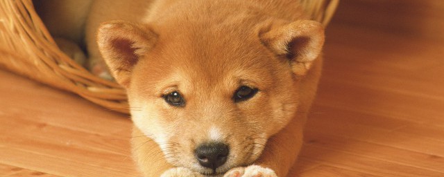 狗受凉后站不起来怎样治 怎样解决狗受凉后站不起来