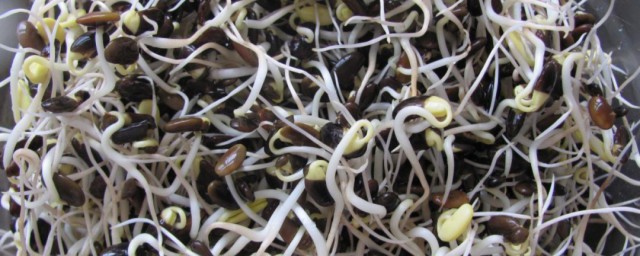 生黑豆芽简易新技巧 黑豆芽什么时候可以吃