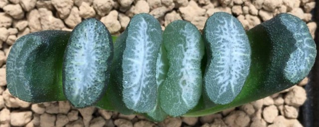 黄金玉扇的种植技巧 黄金玉扇怎样种植