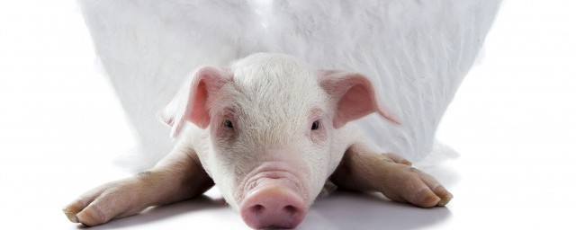 哺乳母猪提高采食量的技巧 母猪采食量增加技巧