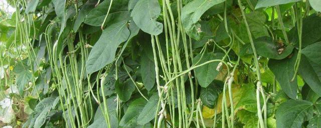 豆角种植收获技巧 怎样样种植豆角