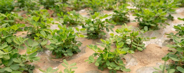 花生刚种下需要浇水吗 花生刚种下应该怎样处理