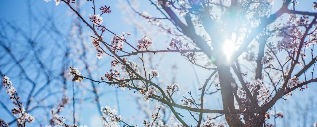 梅花开花是什么季节 梅花和腊梅的区别