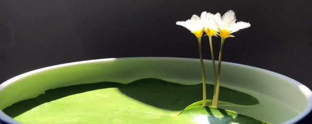碗莲要换水吗 碗莲发芽后养护