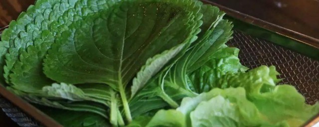 苏子叶怎样冻不黑 苏子叶冻不黑的技巧