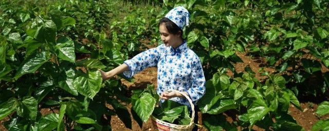 采桑是什么季节 采桑的季节介绍