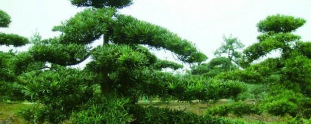 地栽罗汉松的养殖技巧 精确地栽罗汉松的养护诀窍