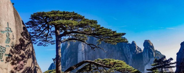 松树秋天叶子会变黄吗 松树落叶怎样办