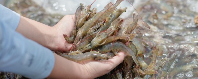 椒盐虾球的做法 制作椒盐虾球的技巧