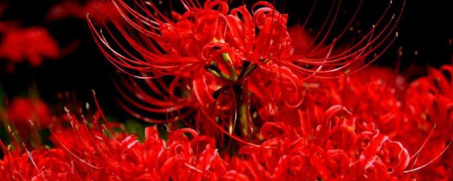 彼岸花的花语和含义是什么 彼岸花的花语是什么