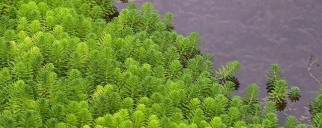 金鱼藻是藻类植物吗 金鱼藻所属的植物简介