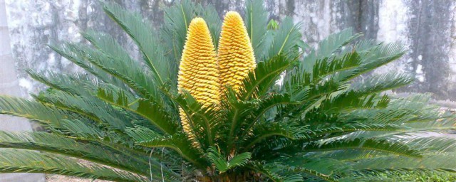 未开花铁树公母怎样分 分未开花铁树公母技巧