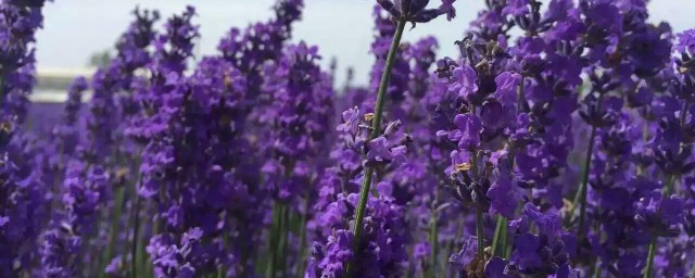 简单花香提取要领 简单花香提取办法是什么