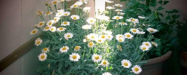 洋甘菊的养殖要领和注意事项盆栽 洋甘菊的养殖要领介绍