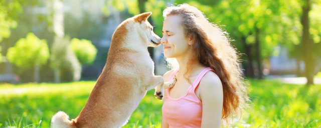 训练爱犬的方法 有哪些训练爱犬的要领