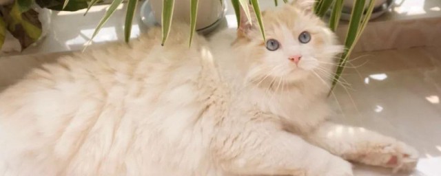 帮宠物猫猫准确刷毛的方式 如何准确的给猫咪梳毛