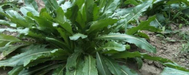奥斯曼是什么植物 奥斯曼简单介绍