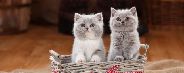 怎样挑选健康的猫 怎样买到健康小猫