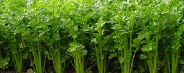 云南种植芹菜技巧 云南种植芹菜技巧是什么
