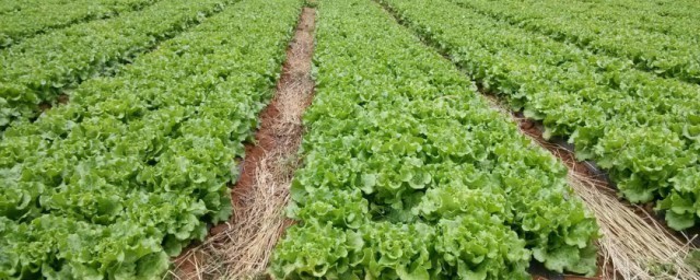 种蔬菜什么技巧可以不打农药 种蔬菜不打农药的技巧