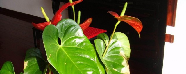 红掌花的养殖方式要领 红掌花的养殖办法办法介绍