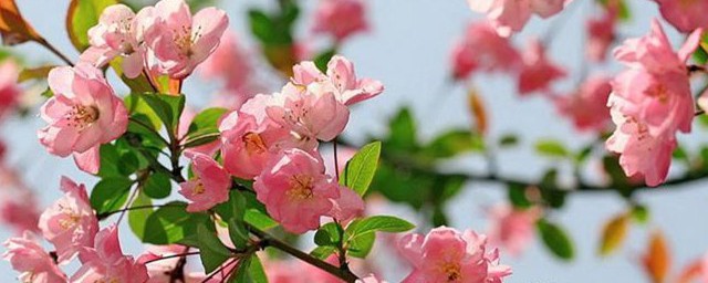 海棠花和樱花的区别是什么 海棠花和樱花的区别总结