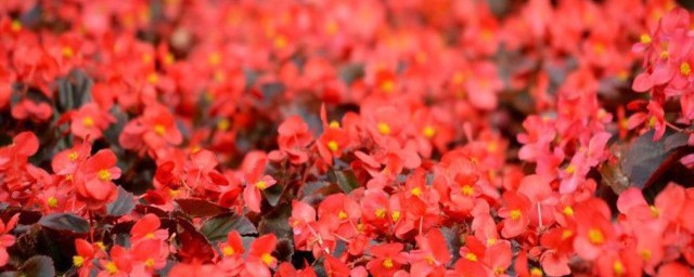 红梅花和海棠花的区别是什么 红梅花和海棠花的区别表现在哪里