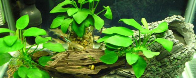 水榕水草怎样养 养水榕水草技巧