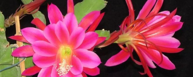 令箭花怎样才能开花多 令箭花开花多技巧